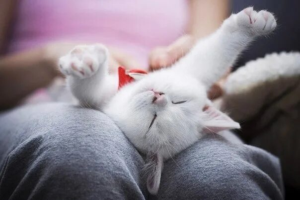 Милые спящие котики. Доброе утро потягушки. Милые игрушки котики. Котёнок и солнышко. Животные просыпаются.