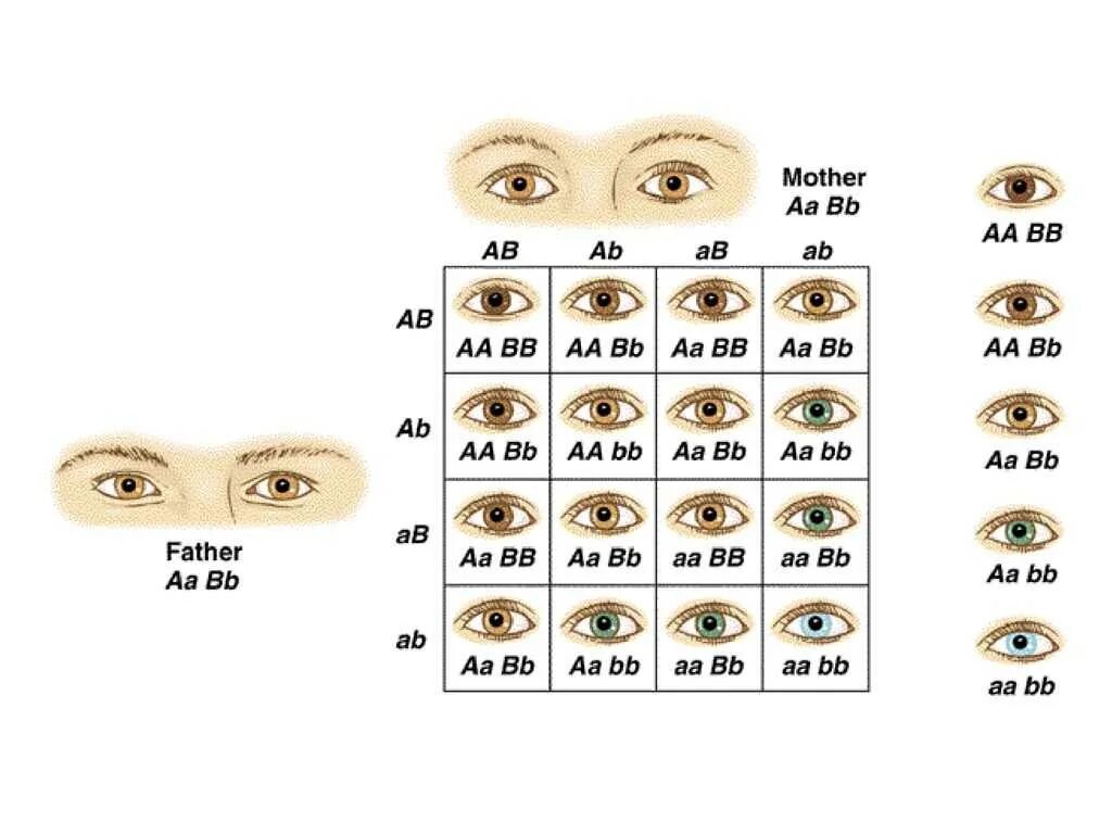 Наследование цвета глаз от родителей таблица. Генетика цвета глаз человека таблица. Схема наследования цвета глаз у человека. Наследование цвета глаз у человека генетика.
