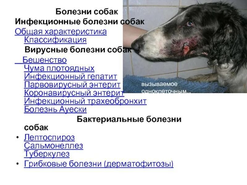 Инфекционные болезни собак. Болезни животных собаки. Болезни породы собак