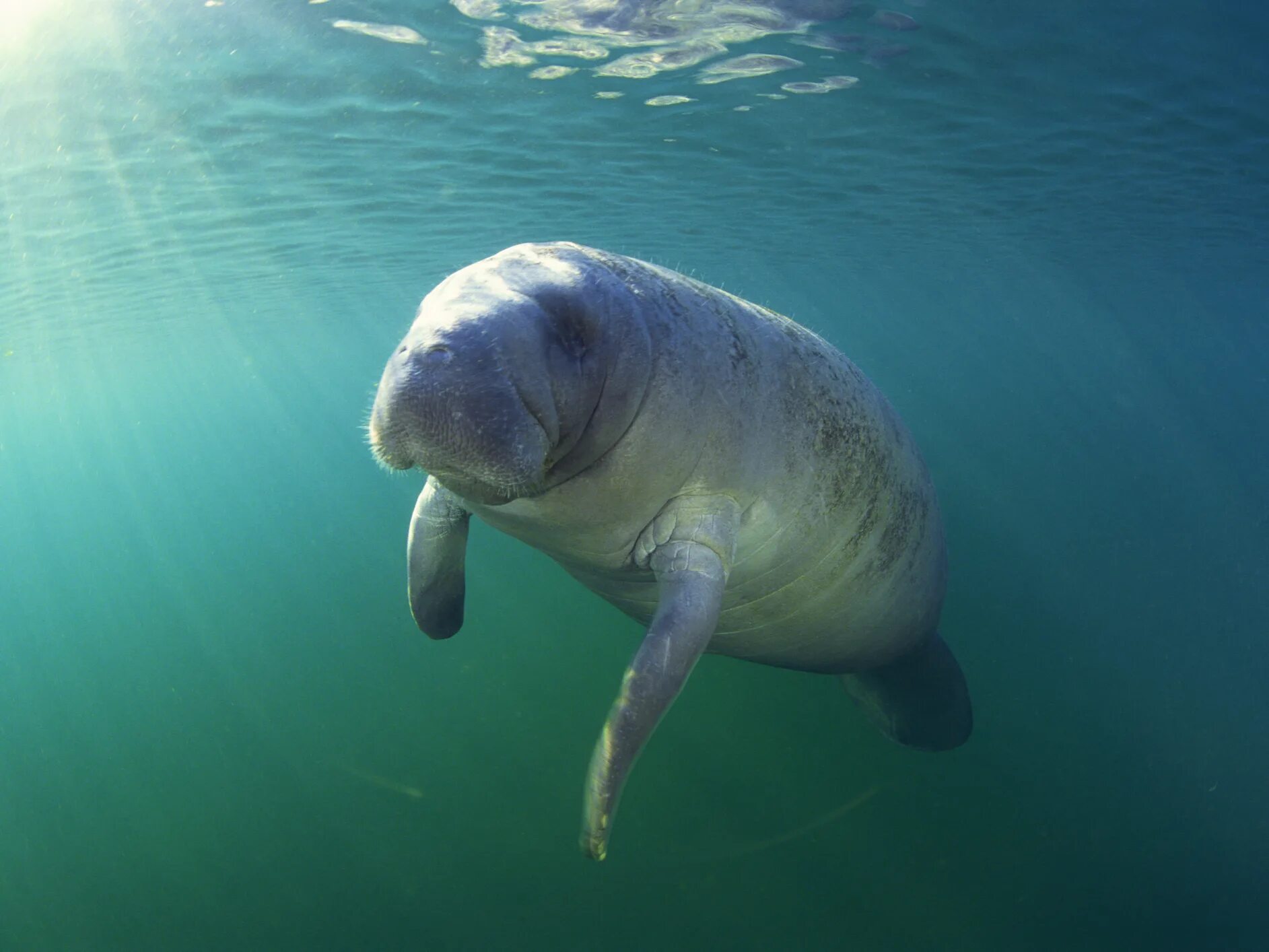Manatee