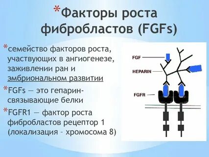 Фактор роста открытие