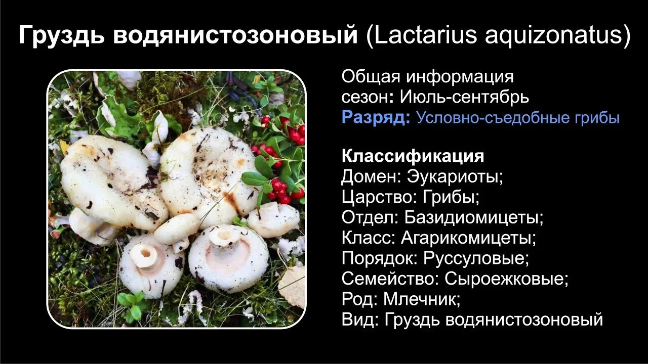 Груздь водянистозоновый (Lactarius aquizonatus). Белый груздь фото и описание. Грузди информация. Груздь описание.