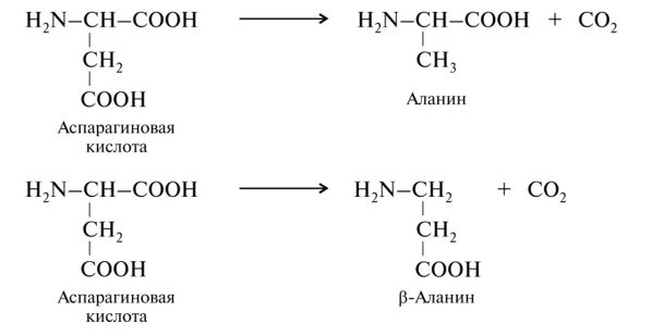 Аланин кислота реакция. Аспарагиновая кислота +2naoh. Реакции образования аспарагиновой кислоты. Продукт декарбоксилирования аспарагиновой кислоты. Аспарагиновая кислота NAOH реакция.
