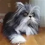 Домовой похожие