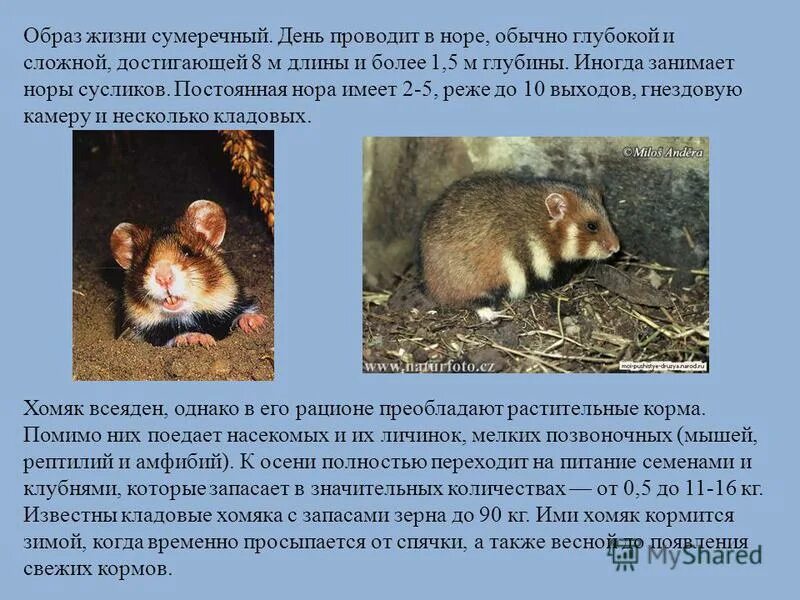 Хомяк обыкновенный описание. Хомяк обыкновенный черный. Описание хомяка. Степной хомяк сообщение 4 класс. Хомяк обыкновенный ареал обитания.