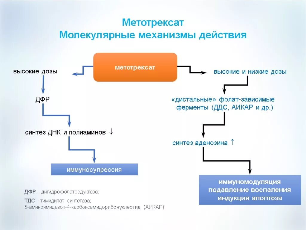 Механизм действия метотрексата при ревматоидном артрите. Ревматоидный артрит лекарства Метотрексат. Схема лечения ревматоидного артрита метотрексатом. Схема метотрексата при ревматоидном артрите. Артрит метотрексат ревматоидный укол