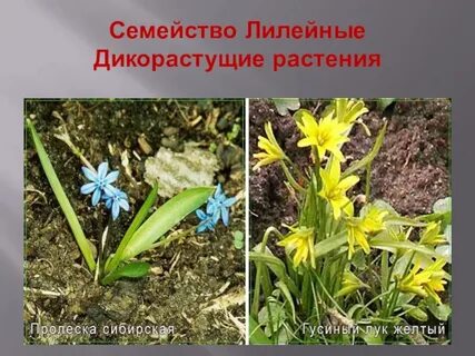 Лилейные растения это