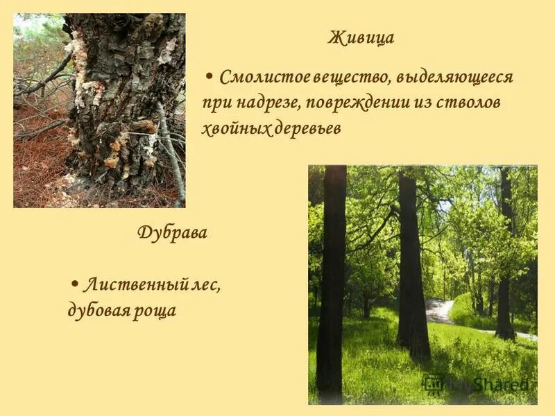 Что значит слово дубровам. Толкование слов дубовый лес. Лексическое значение слова дубровам. Маленький доклад о дубе. Проект на тему дубрава.