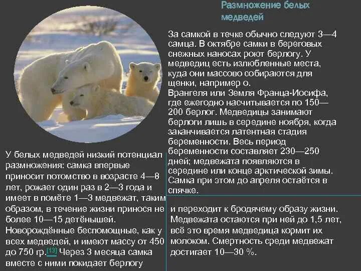 Сонник медведица. Белый медведь размножение.
