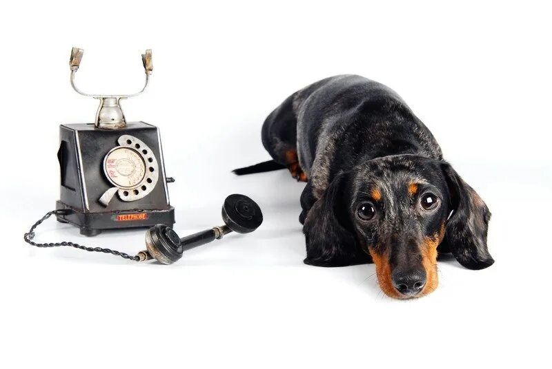 Позвони собаку. Собачка с телефоном. Собачка с телефоном. Позвони собаку. Собачка с телефоном.