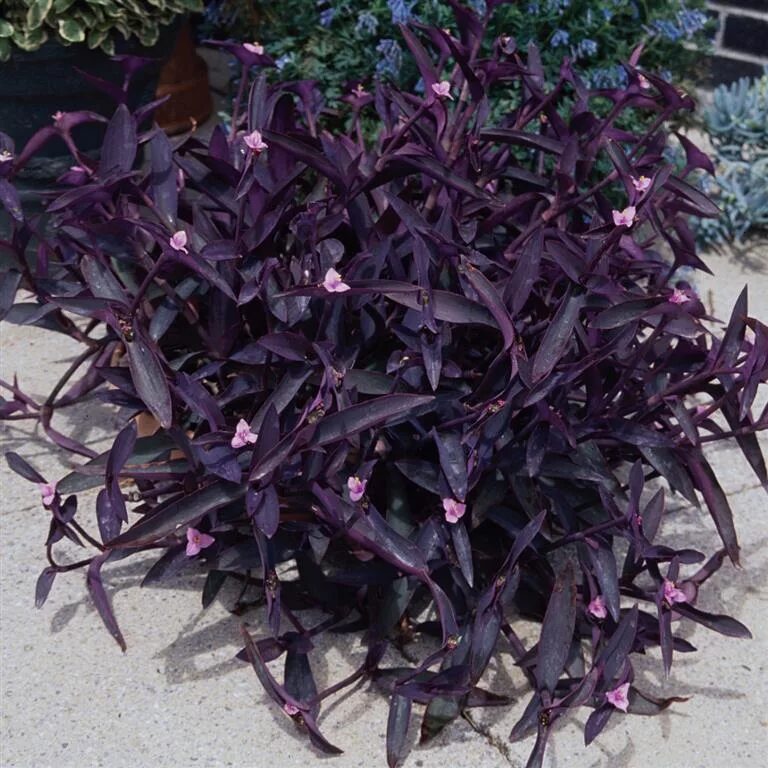 Темно фиолетовые листья растение. Традесканция сеткреазия. Сеткреазия пурпурная. Традесканция соткрезия. Традесканция сеткреазия пурпурная вариегатная.