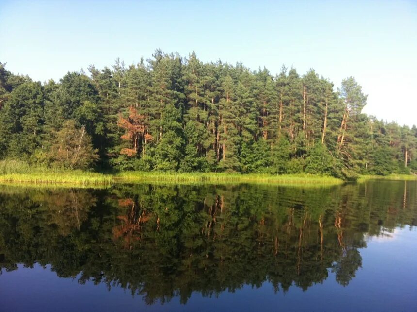 Лес в тверской области тверской област. Тверской регион природа. Еловый лес тверь. Селижарово природа тверская область. Лесное тверь.