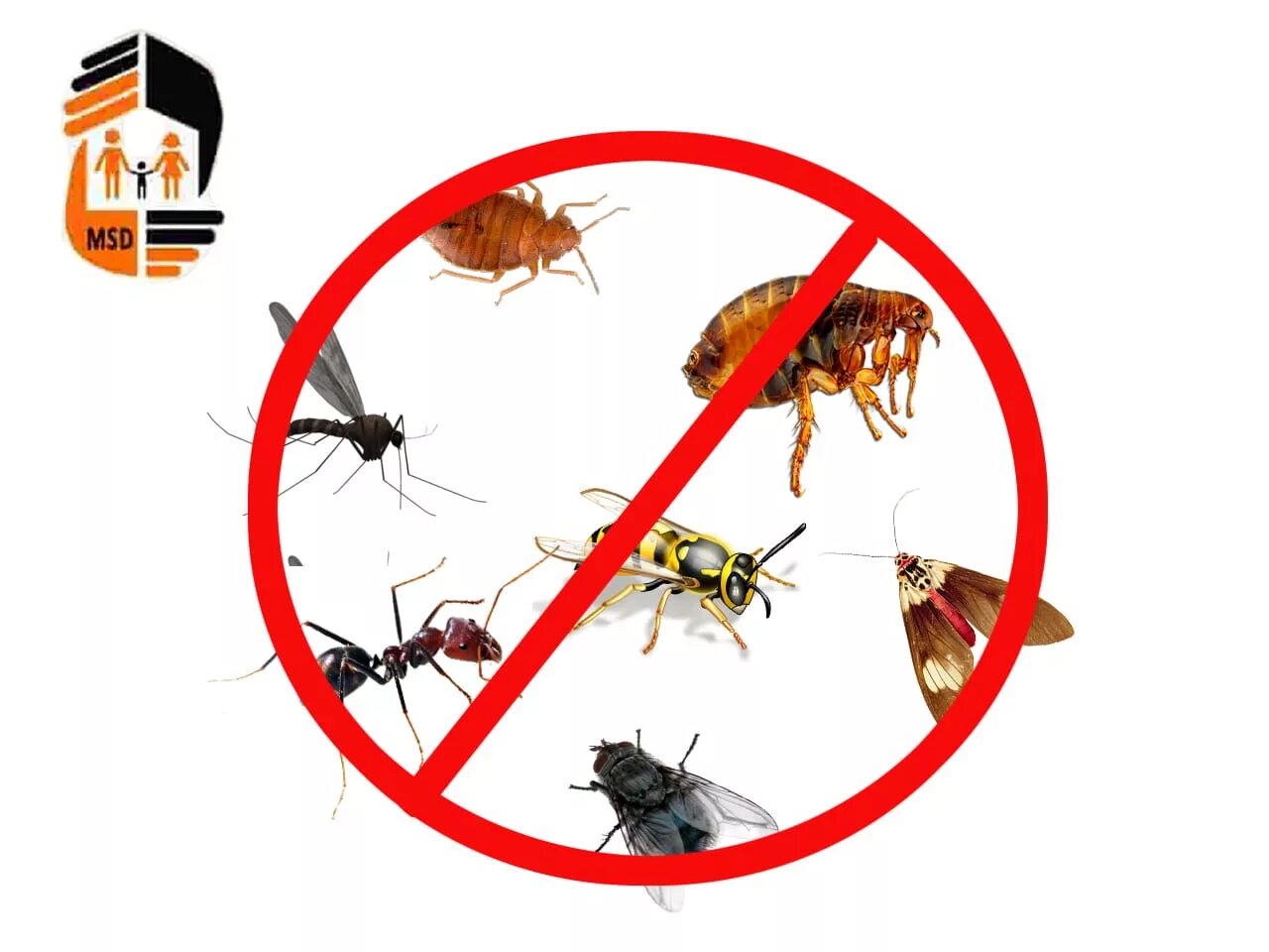 Така це що. Борьба с насекомыми и грызунами. Уничтожение вредных насекомых. Уничтожение насекомых и грызунов. Дезинсекция от насекомых.