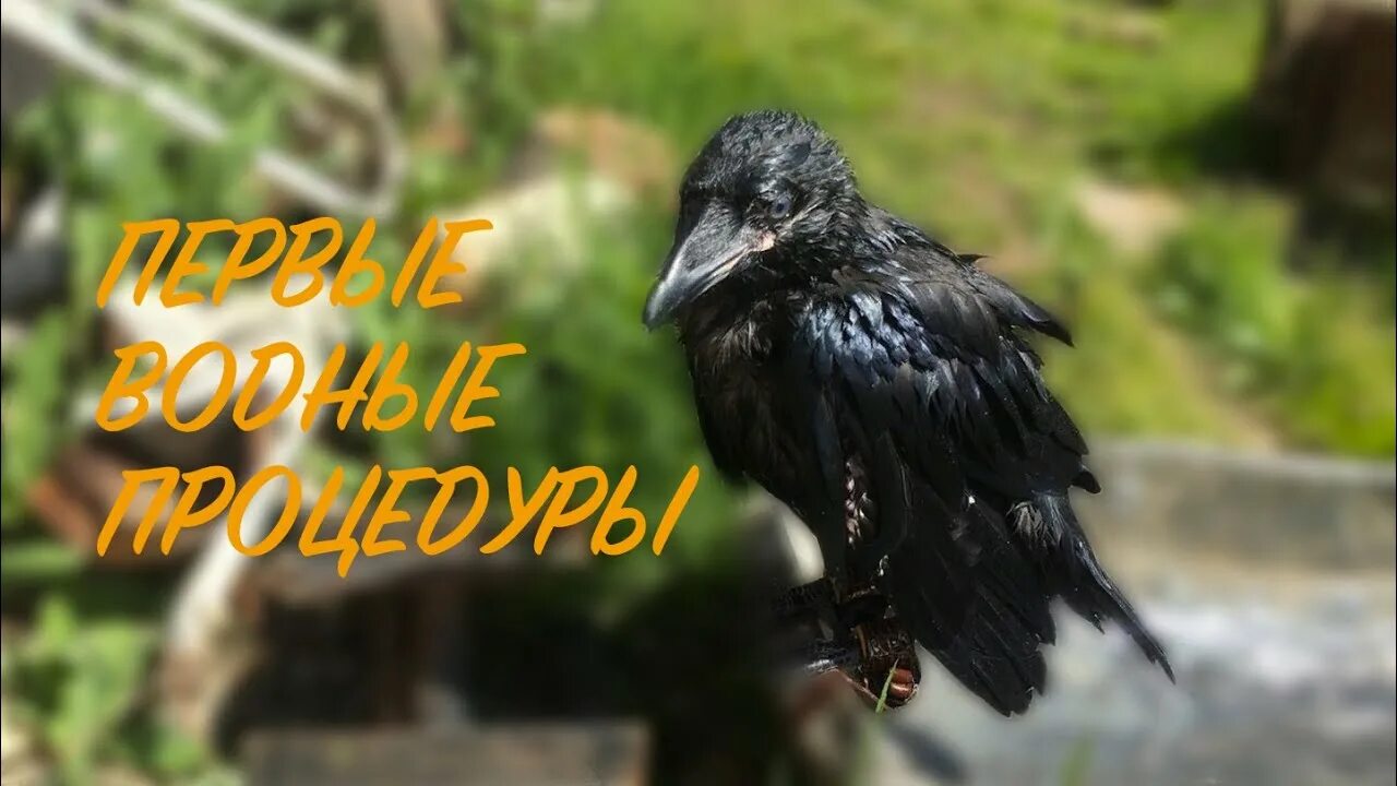 Ворон гоша. Ворон тв. ручной ворон гоша. ворон дрессированный гоша.