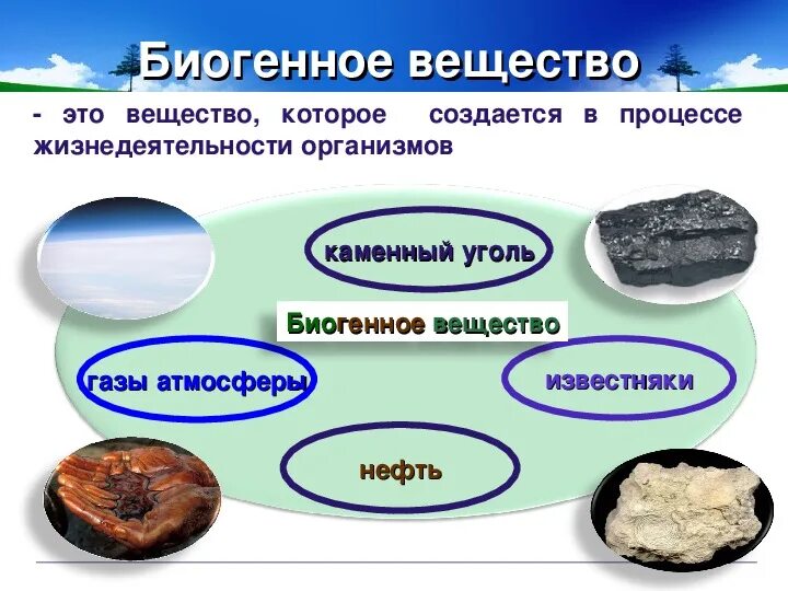 Базальт биогенное вещество. Биогенное вещество. Вещество которое создается в процессе жизнедеятельности организмов. Биогенное вещество биосферы. Биогенное вещество создается.