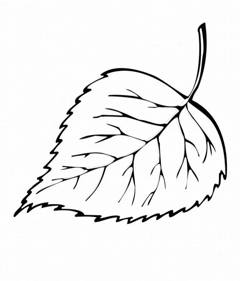 Шаблоны листьев березовый. Трафарет осенних листьев. листья раскраска. осенние листочки раскраска. листья картинки для детей раскраски.