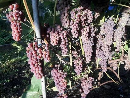 Сорт винограда сомерсет сидлис отзывы