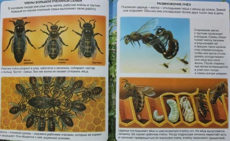 Процесс размножения пчел. Размножение пчел. тип размножения пчел. размножение рабочих пчел. размножение трутней у пчел.
