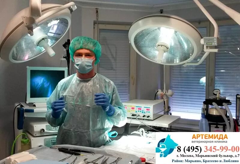 ветеринарная хирургия клиники