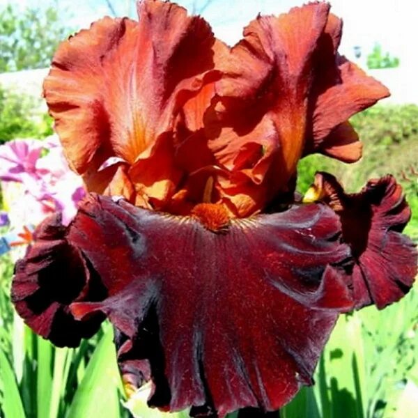 Chocolatier Iris Iris flowers, Iris garden, Amazing flowers