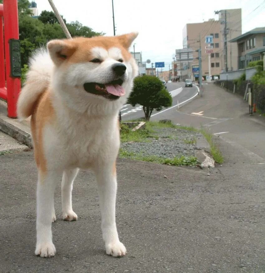 Собака похожая на акиту. Акита-ину Юмэ порода. Японская Акита-ину Юмэ. Акита Юмэ. Лабрадор Акито Акита ину.