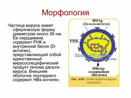 Сколько живет вирус гепатита во внешней среде