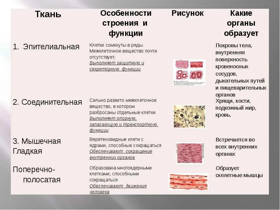 Признак особенности строения функции. Эпителиальная ткань особенности строения и функции. соединительная ткань особенности строения функции типы. соединительная ткань строение и функции и расположение в таблице. мышечная эпителиальная соединительная ткань особенности строения.