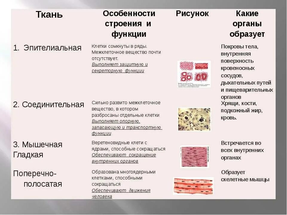 Эпителиальная ткань особенности строения и функции. Соединительная ткань особенности строения функции типы. Соединительная ткань строение и функции и расположение в таблице. Мышечная эпителиальная соединительная ткань особенности строения.