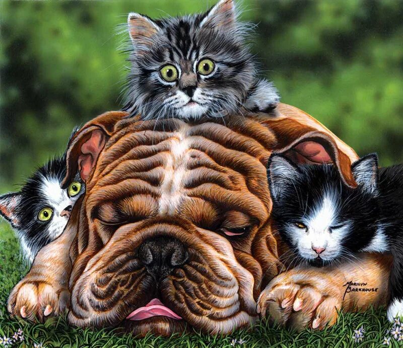 Художник Marilyn Barkhouse. Кошка и собака арт. Картины с кошками. Смешные картины с животными.