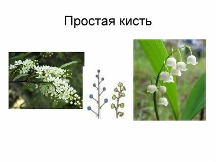 Примеры соцветия кисть