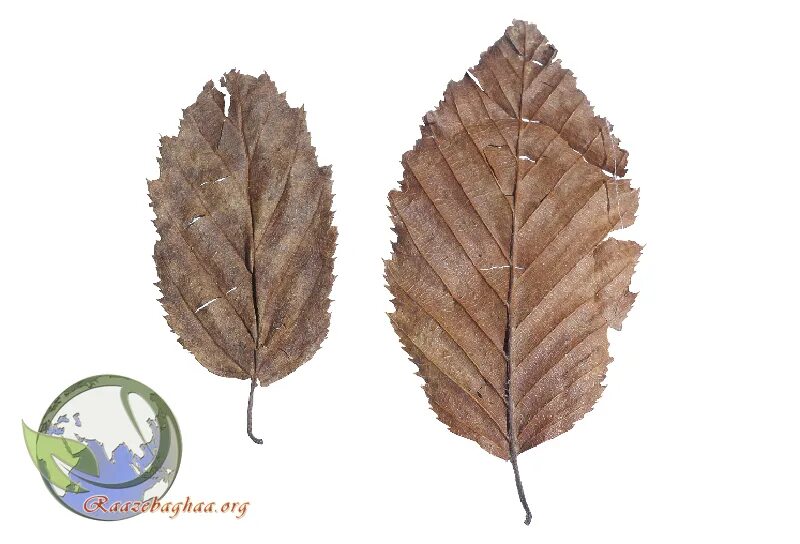 Осенний дубовый лист. Сухой лист дерева. Сушеный листик. Дерево с коричневыми листьями. Сухие листья осенью.