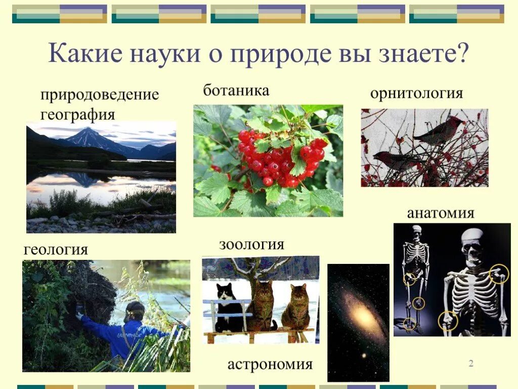 Какие науки о природе. Естественные науки о природе. Науки изучающие природу. География наука о природе. Наука о природе естественные науки