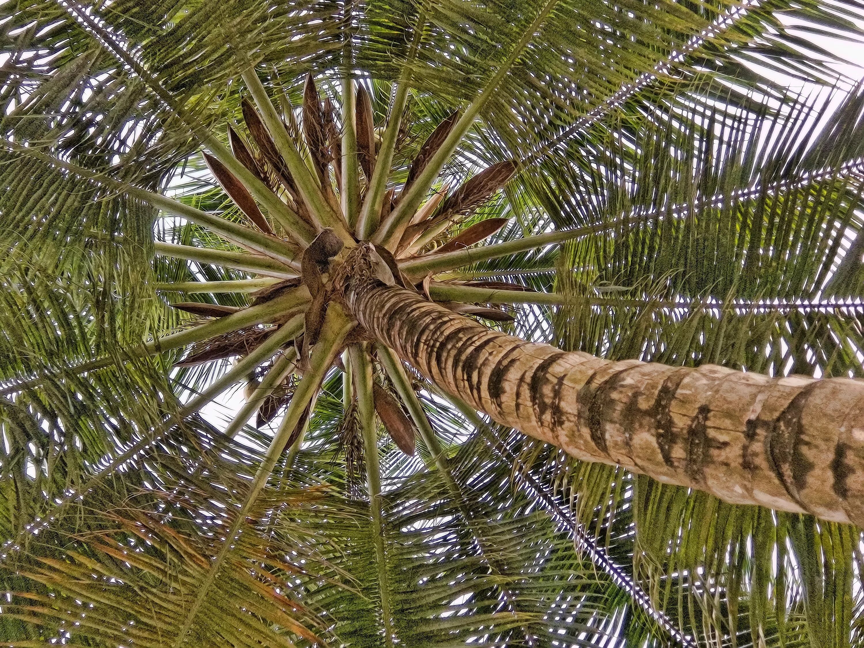 Кокосовая Пальма. Ротанговая Пальма. Плод ротанговой пальмы. Ротанговая Пальма древесина.