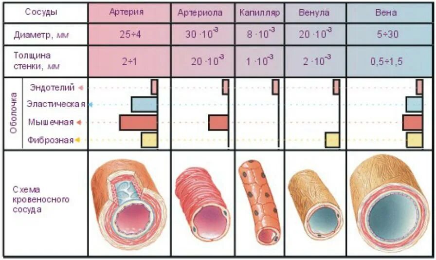 Особенности строения артерий вен. Строение кровеносных сосудов таблица. Артерии вены капилляры таблица. Схема строения стенки артерий вен капилляров. Строение сосудов артерия Вена капилляр.