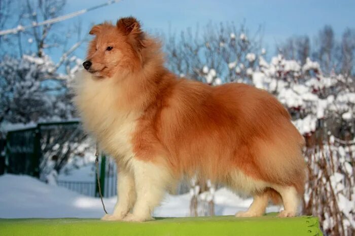 шелти графское поместье питомник. шелти графское поместье питомник. шелти породы пастушьих собак. сиверская питомник шелти. графское поместье питомник шелти.