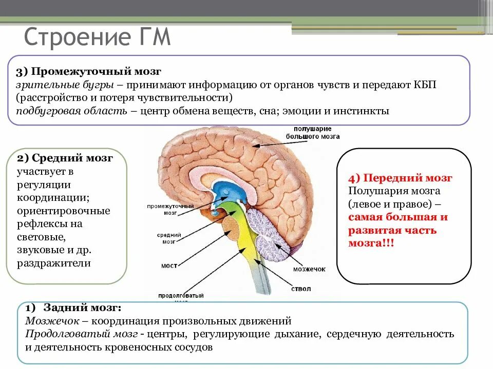 Строение головного мозга. Основные структуры головного мозга.. Человеческий мозг строение и функции. Функции отделов головного мозга анатомия. Функции отделов головного мозга схема.