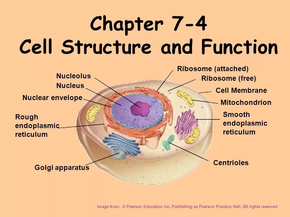 Cell function. Cell structure. cell functions. cell membrane function. cell structure and functions of organelles.