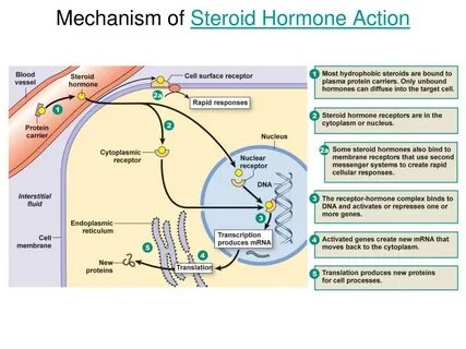 Mechanism of action