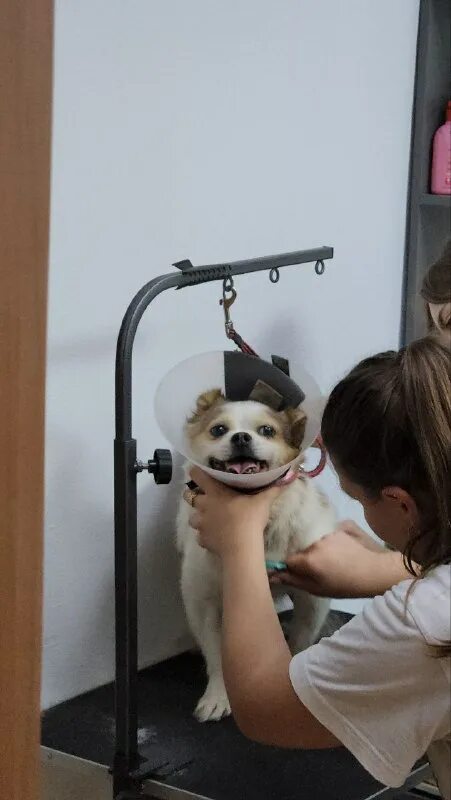 Приют для бездомных животных мы в ответе. Приют доброе сердце южно сахалинск. Приют доброе сердце южно сахалинск. Южно-сахалинск. Вк приют доброе сердце пермь.