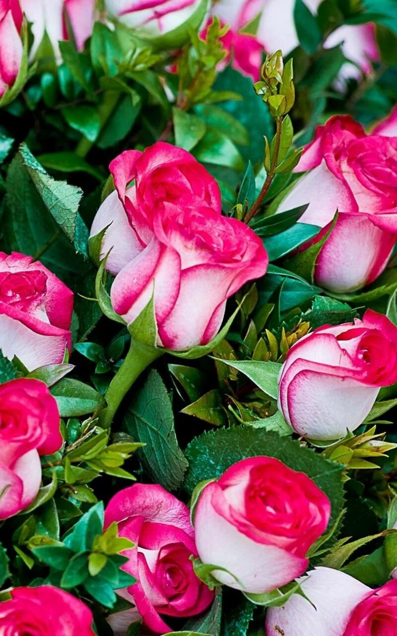 Free Images : petal, pink, wedding, strauss, floristry, congratulations, rose bl