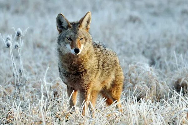 Животные Северной Америки. Животные обитающие в Северной Америке. Животные Северной Америки фото. Животные прерий Северной Америки мелкие. Распространенные животные северной америки