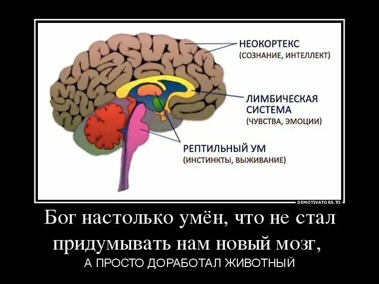 Единый мозг 3 в 1. Рептильный мозг и лимбическая система. Лимбическая система и неокортекс мозга. Строение мозга лимбическая система неокортекс. Рептильный мозг лимбический мозг и неокортекс.