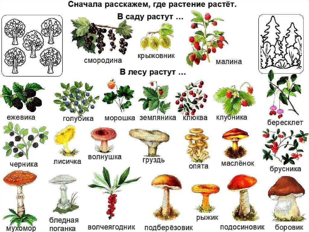 Лесные грибы съедобные и несъедобные. Лесные ягоды ядовитые и съедобные. Съедобные и несъедобные грибы ягоды растения. Съедобные и несъедобные грибы и ягоды для детей.