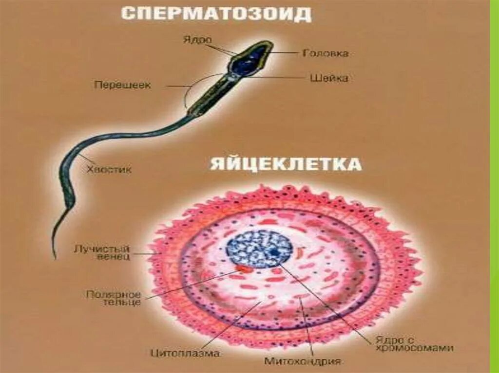 Яйцеклеткой является