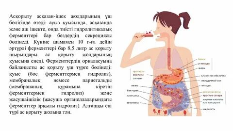 Әйел қынапшасының стерео фотосуреті