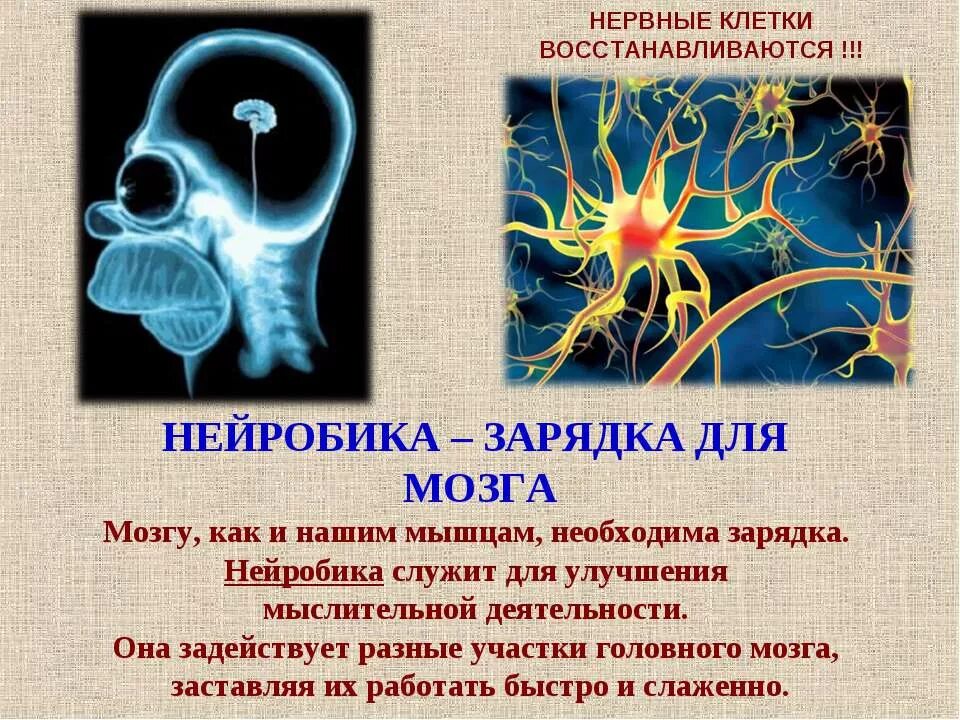 Нервные клетки не восстанавливаются. Востагавливаютсч ди нервнве контуи. Востагавливаютсч ди нервнве контуи. Регенерируются ли нервные клетки. Нейроны головного мозга.