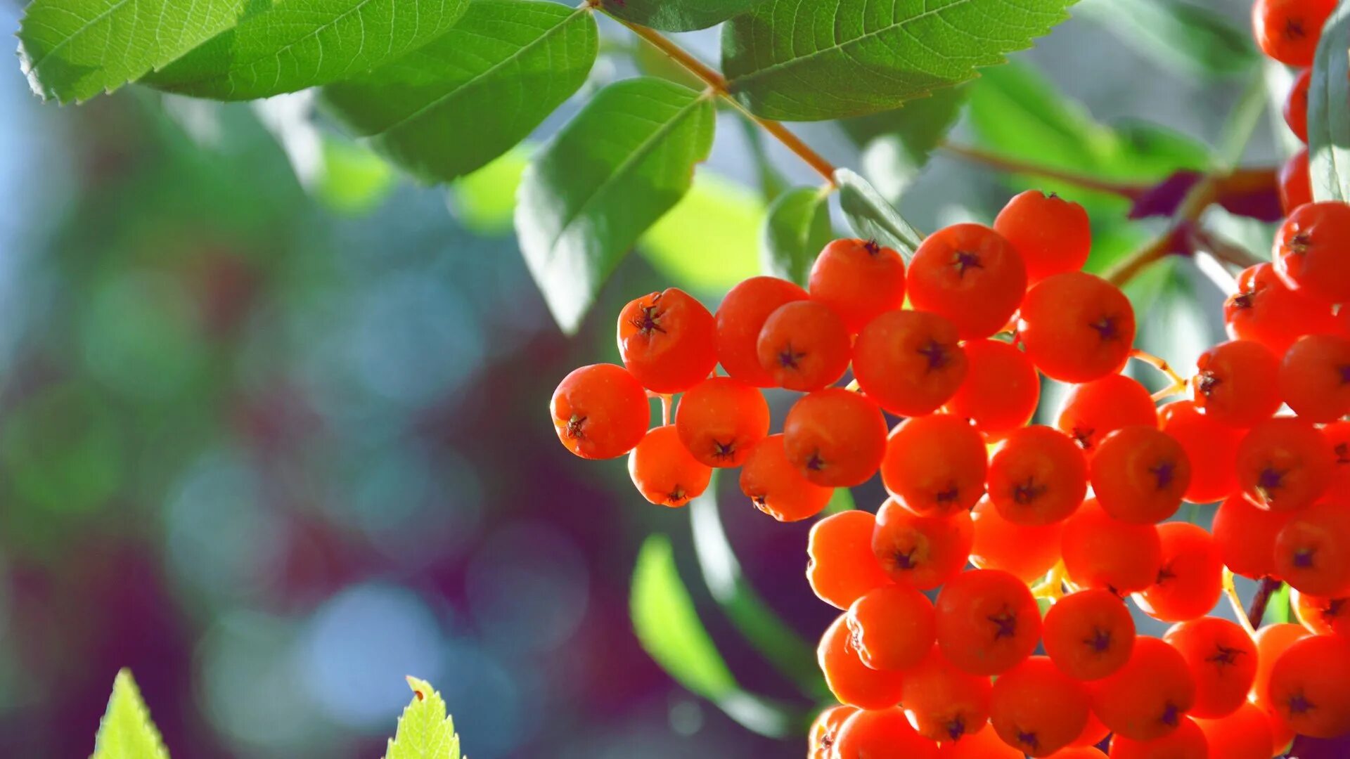 Картинки на рабочий стол рябину. Рябина обыкновенная гроздь. Рябина ягода. Рябина фланрок. Рябина с красными ягодами.