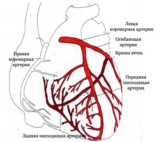 Коронарные артерии кровоснабжают. Коронарные сосуды коронарография. Коронарные артерии сердца схема. Сосуды сердца схема коронарография. Сегменты коронарных артерий схема.