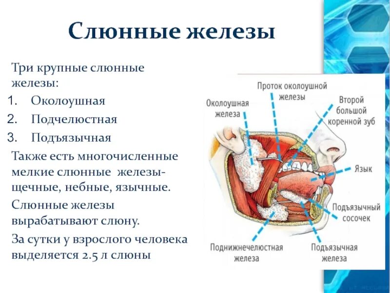 Какую слюну вырабатывают