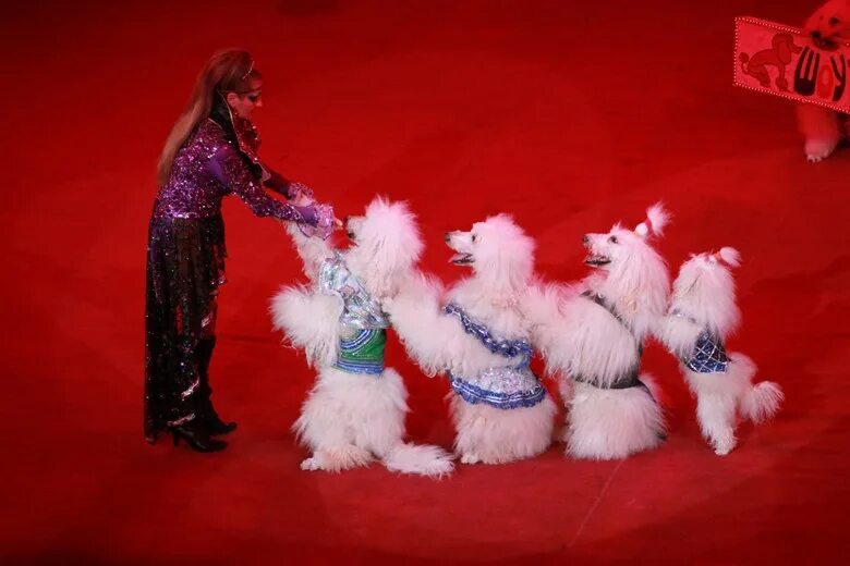 Собаки в цирке. Цирковой пудель. Цирковой пудель. Цирк выступают собачки. Дрессированные собаки в цирке.